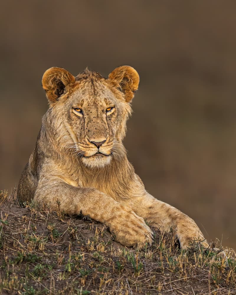 Young Lion Resting by Yogesh Bhatia — canvas wall art