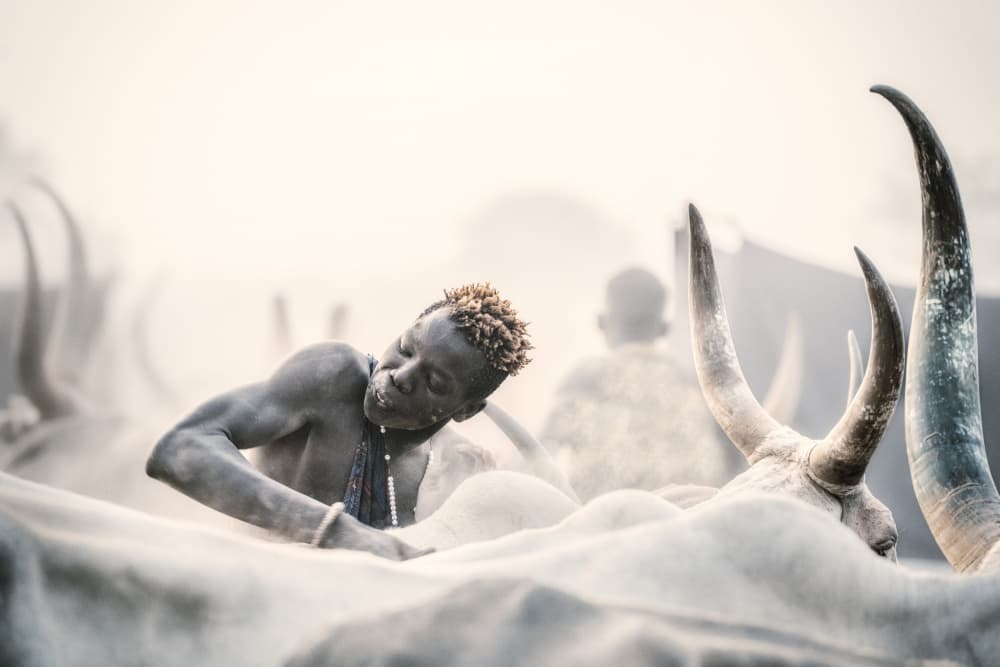 Dinka Man and Cattle by Trevor Cole — canvas wall art
