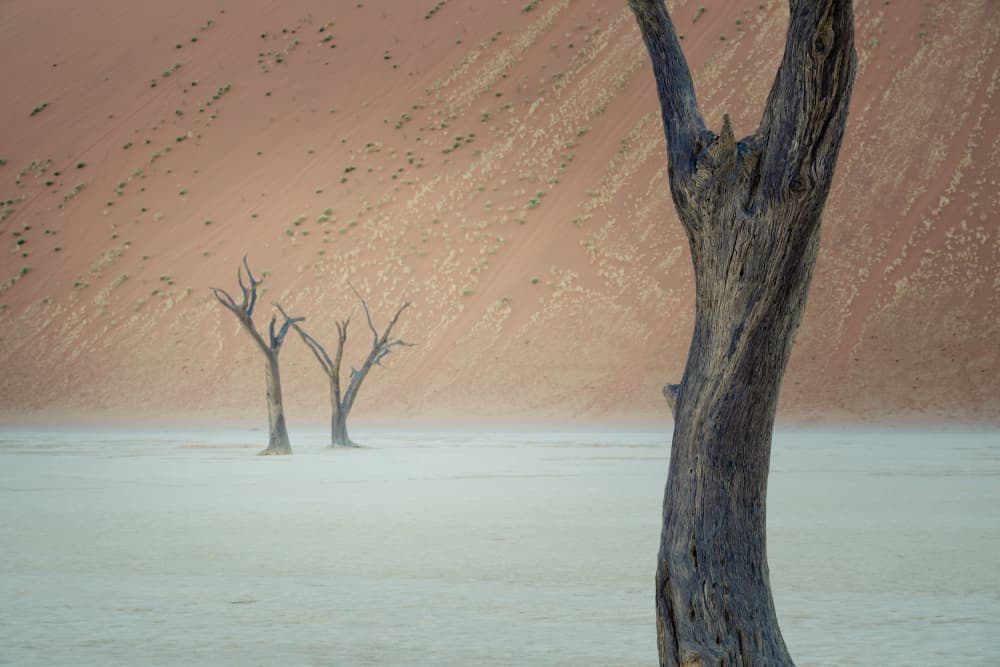 Stark Desert Trees by Chao Feng 天馬 — canvas wall art