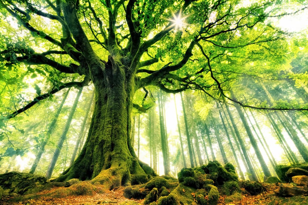 Sunlit Ancient Tree by Christophe Kiciak — canvas wall art