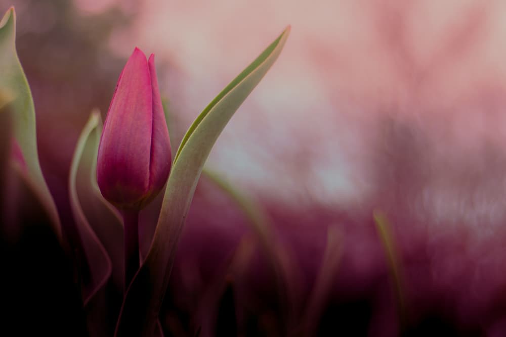 Delicate Pink Tulip Bud by Simon H — canvas wall art
