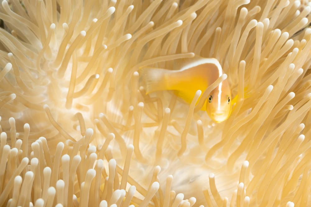 Vibrant Clownfish Anemone by Serge Melesan — canvas wall art
