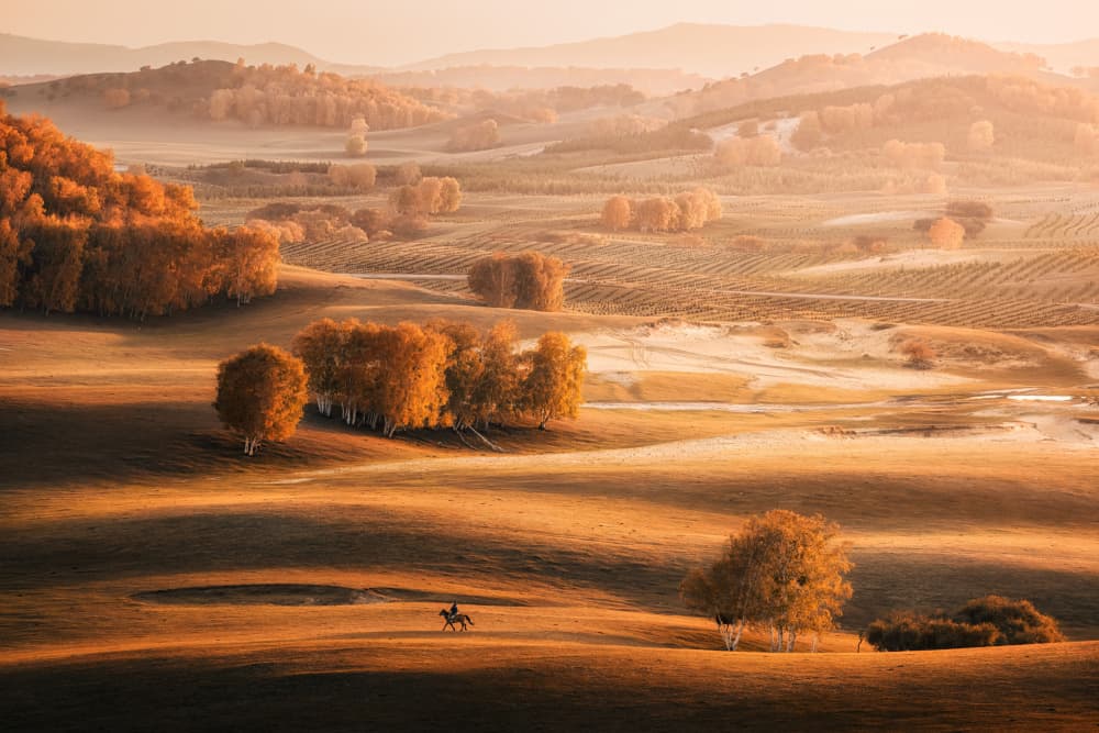 Lone Rider Golden Morning by Yuan Cui — canvas wall art