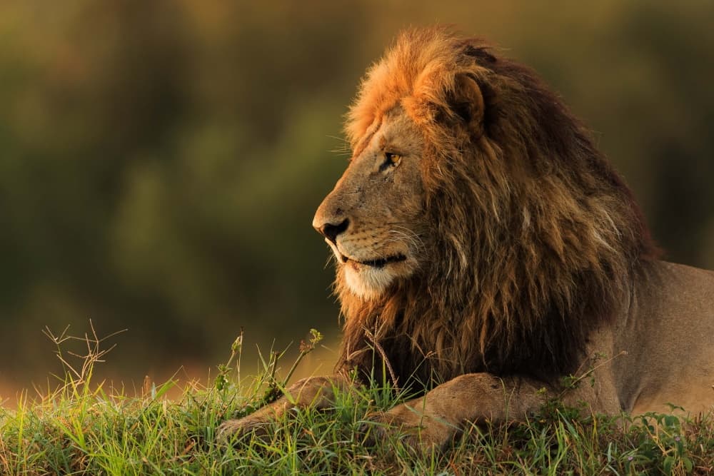 Majestic African Lion by Massimo Mei — canvas wall art