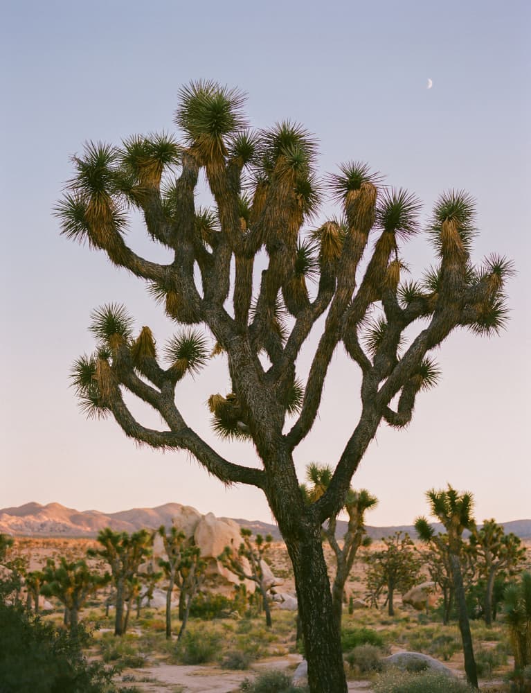 Joshua Tree Moon Light by Bethany Young — canvas wall art