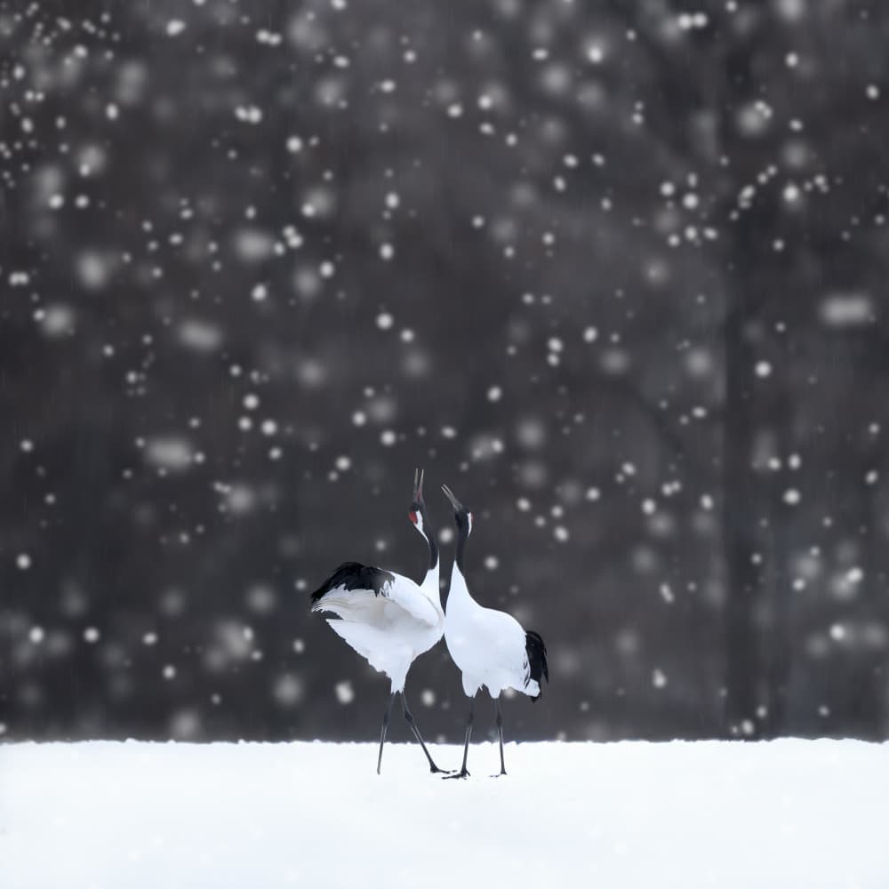 Snowy Crane Dance by Dawn X W — canvas wall art