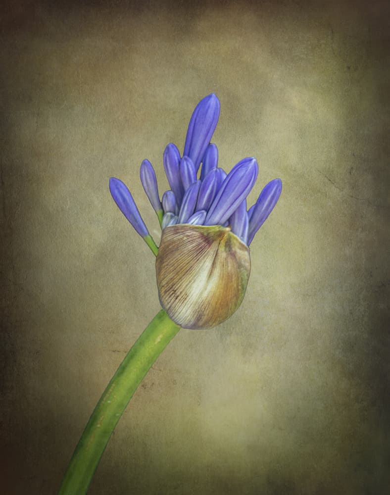 Purple Agapanthus Bud by Esteban Rios — canvas wall art