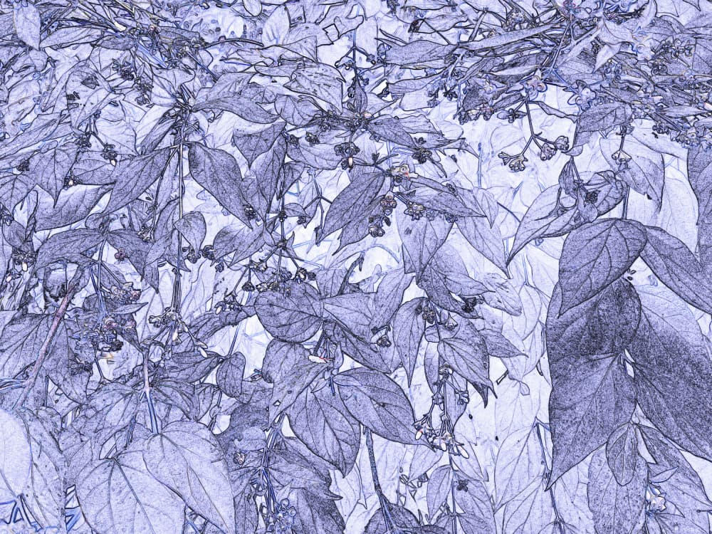 Periwinkle Foliage Sketch by Santhosh ch — canvas wall art