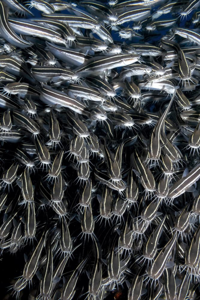 Striped Catfish Swarm by Dani Barchana — canvas wall art