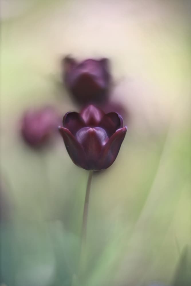 Dreamy Dark Tulips by tonnie van marwijk — canvas wall art