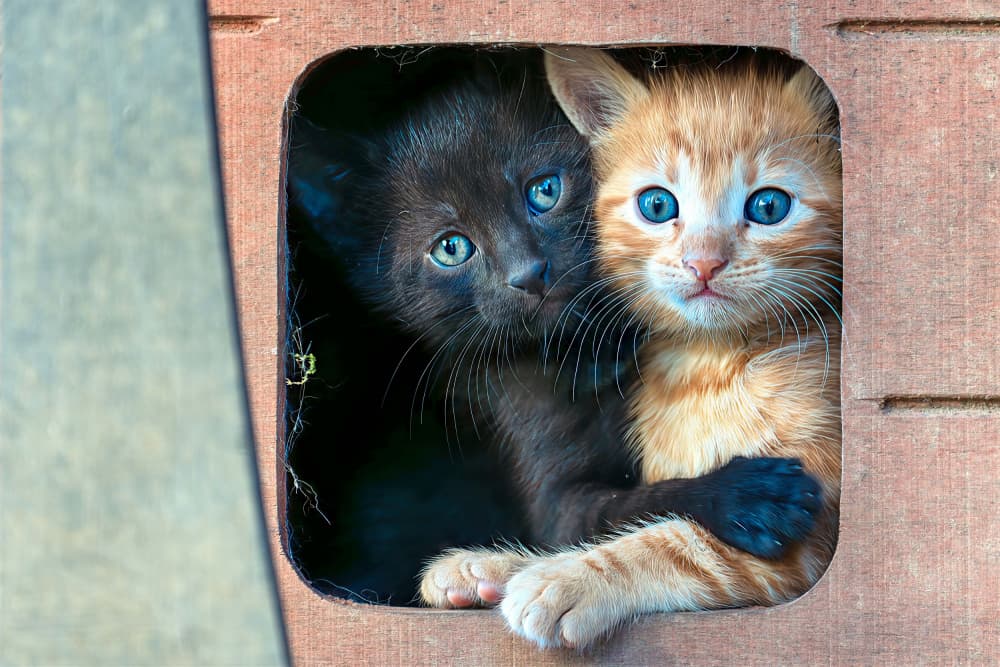 Two Cuddly Kittens by Mustafa Sahin — canvas wall art