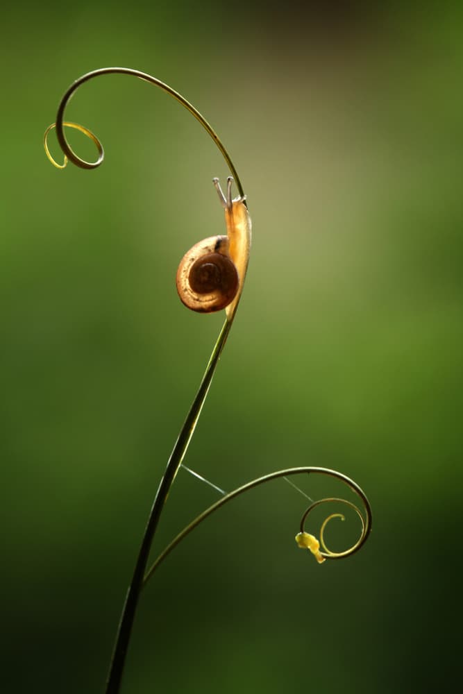 Delicate Snail Tendril by Abdul Gapur Dayak — canvas wall art