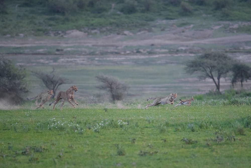 Cheetahs Hunting Gazelle by Mohammed Alnaser — canvas wall art