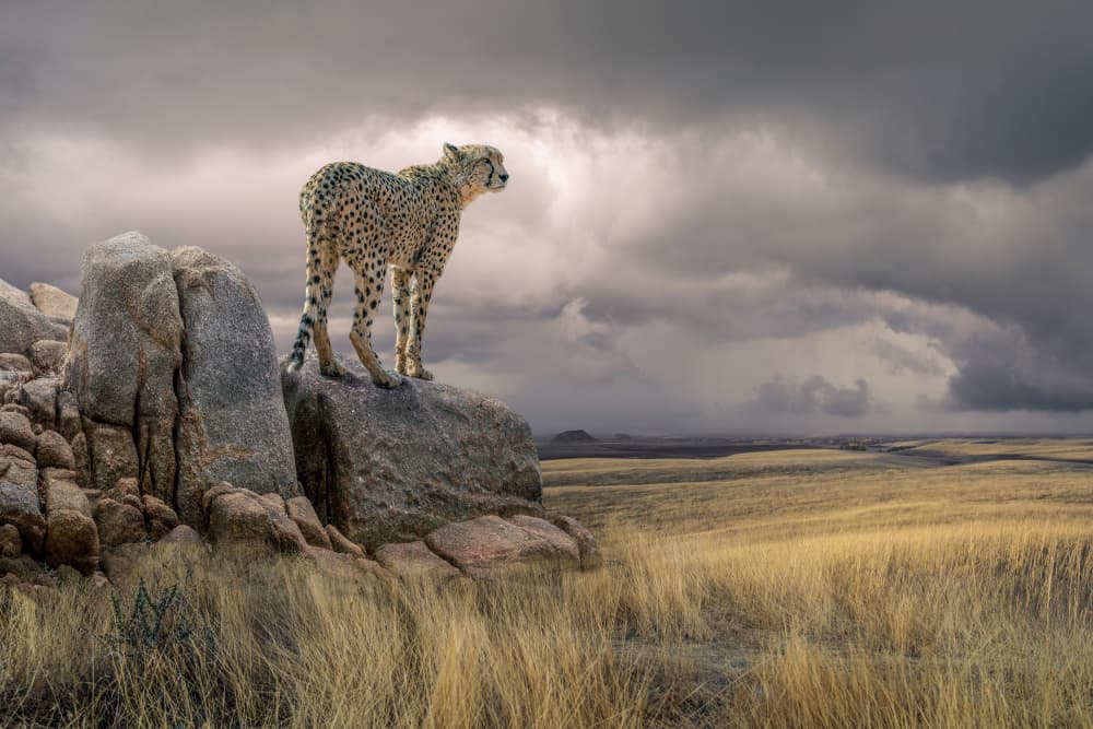 Watchful Cheetah Savannah by Marcel Egger — canvas wall art