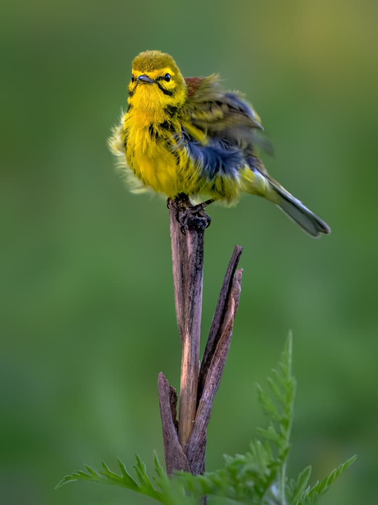 Vibrant Yellow Bird by Jacob (Jian) Xu — canvas wall art