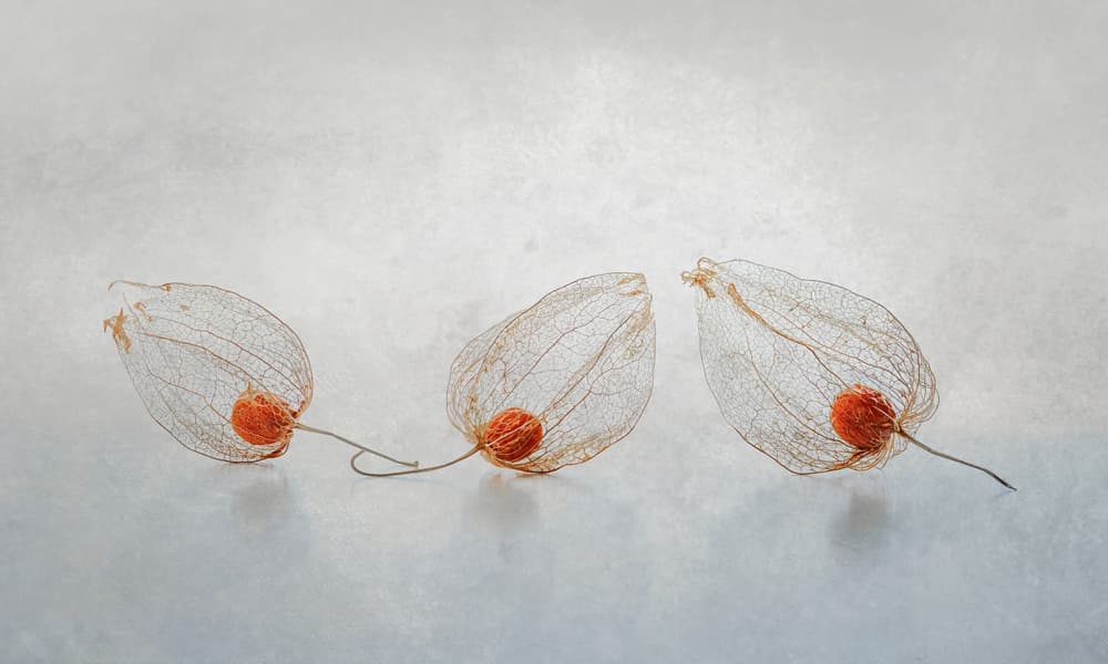 Delicate Chinese Lanterns by Ytje Veenstra — canvas wall art