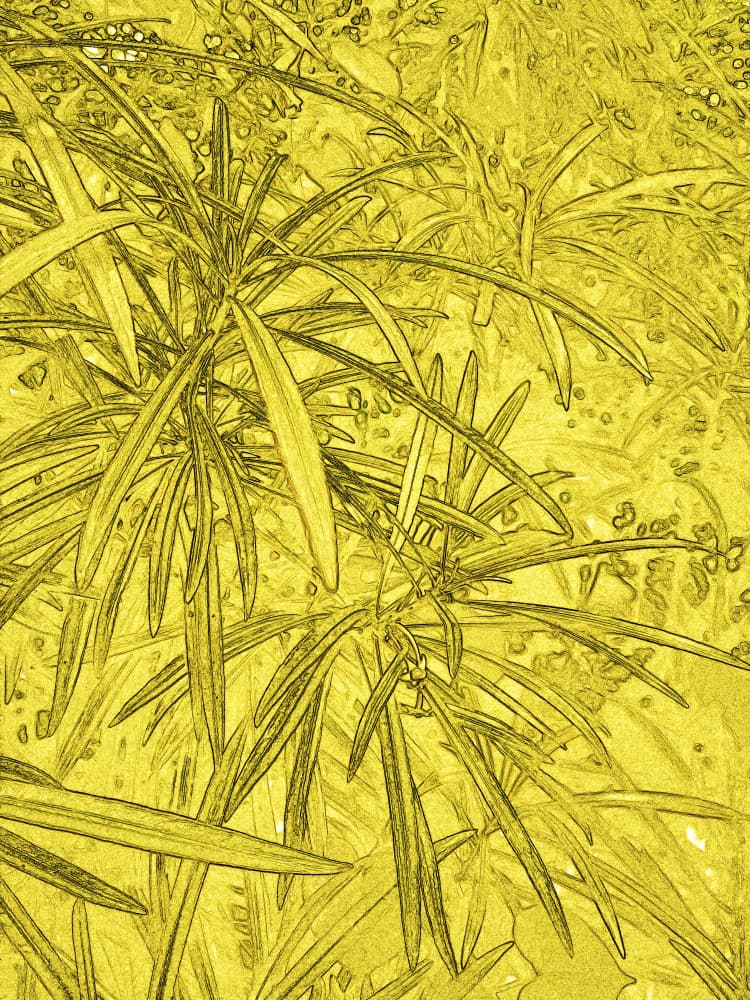 Golden Leaf Sketch by Santhosh ch — canvas wall art