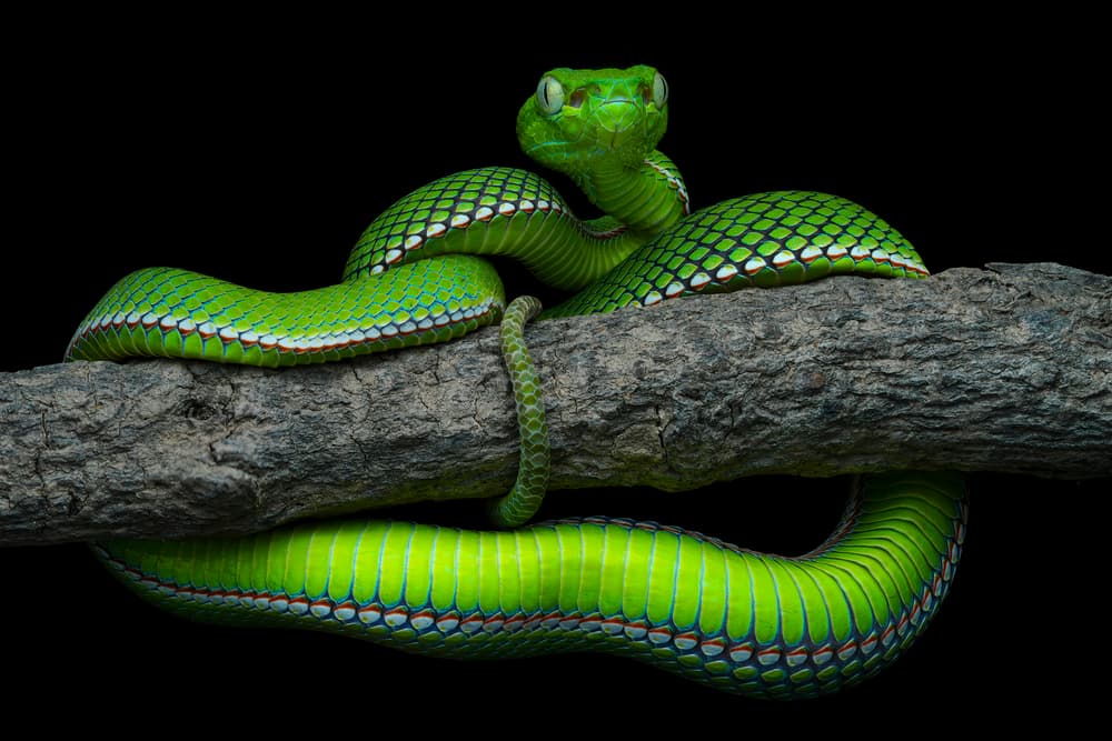 Vivid Viper Gaze by Phat Dao Tan — canvas wall art
