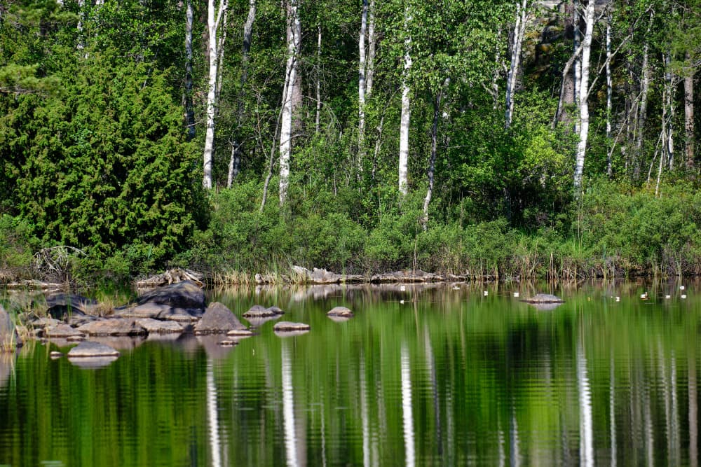 Tranquil Forest Reflections by Geertjan Plooijer — canvas wall art
