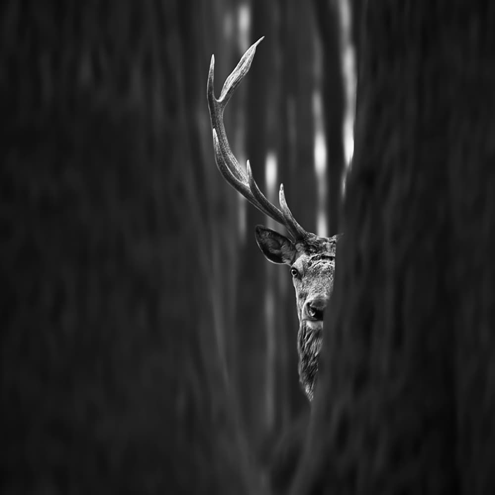 Peeking Forest Deer by Tomas Tison — canvas wall art