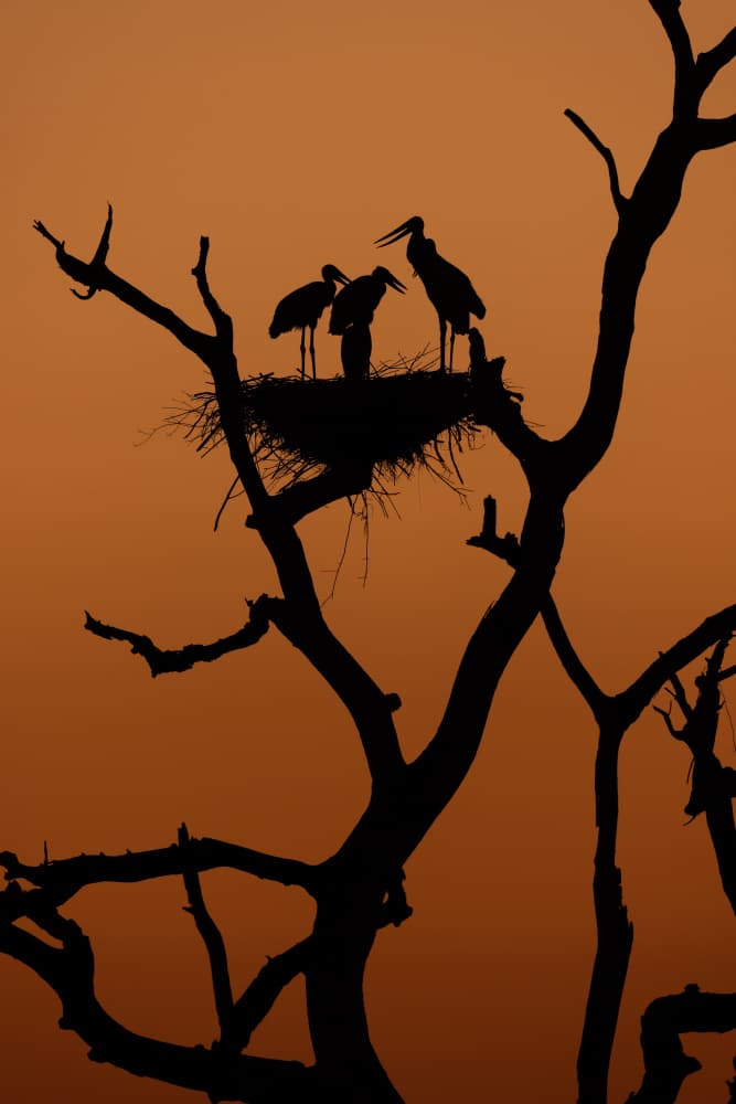 Stork Family Sunset Nest by Gustavo Costa — canvas wall art