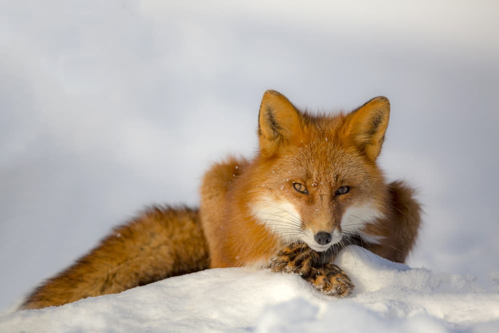 Red Fox in Snow by Denis Budkov — canvas wall art
