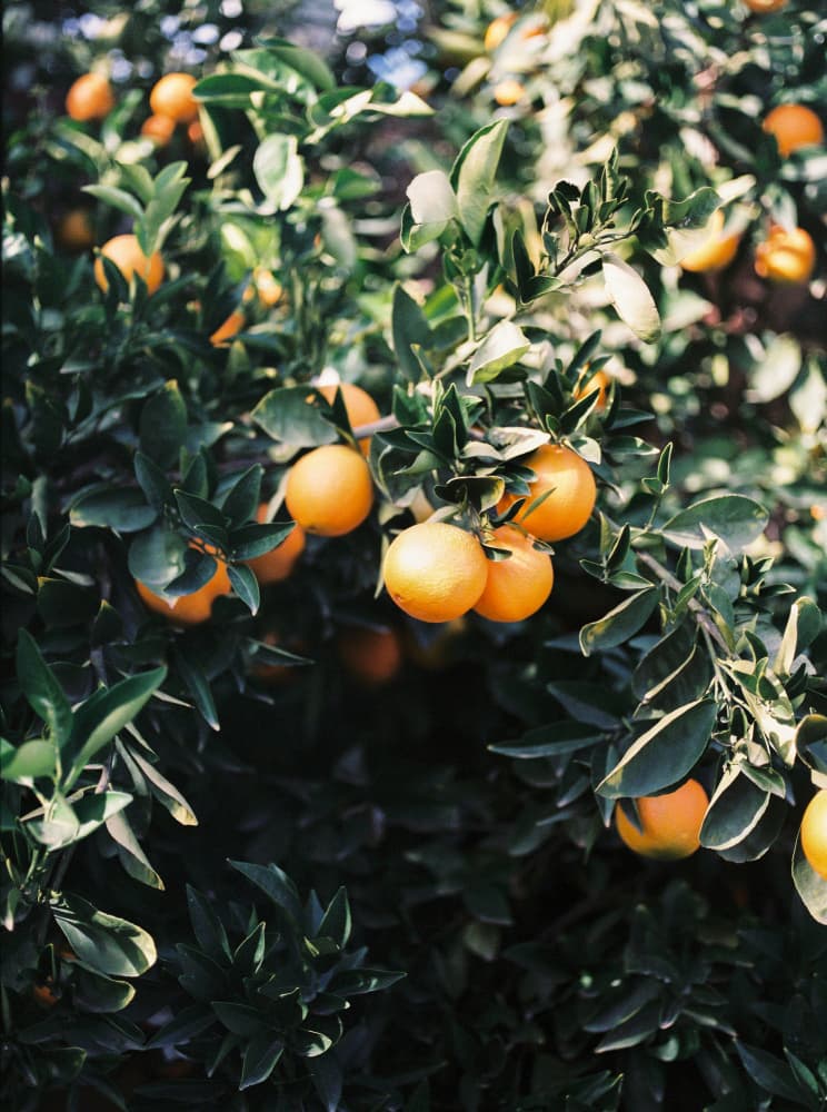Marrakesh Oranges by Raisa Zwart — canvas wall art