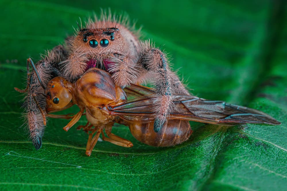 Jumping Spider's Catch by Andi Halil — canvas wall art