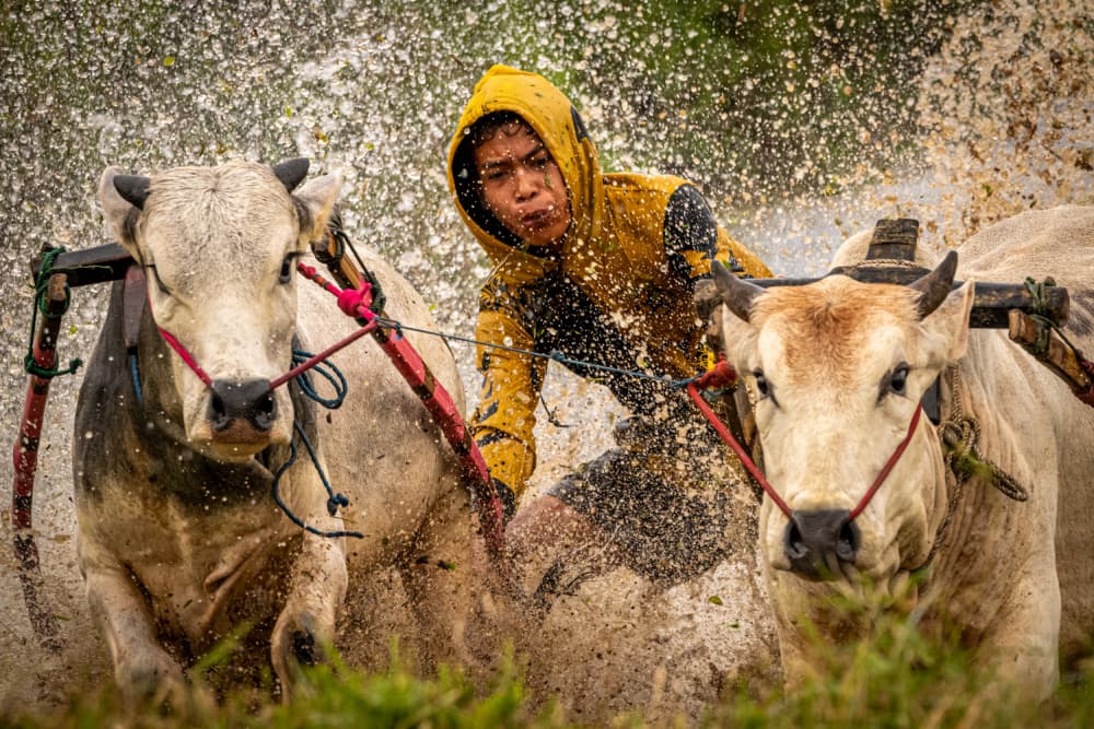 Dynamic Bull Race by Ali Khataw — canvas wall art