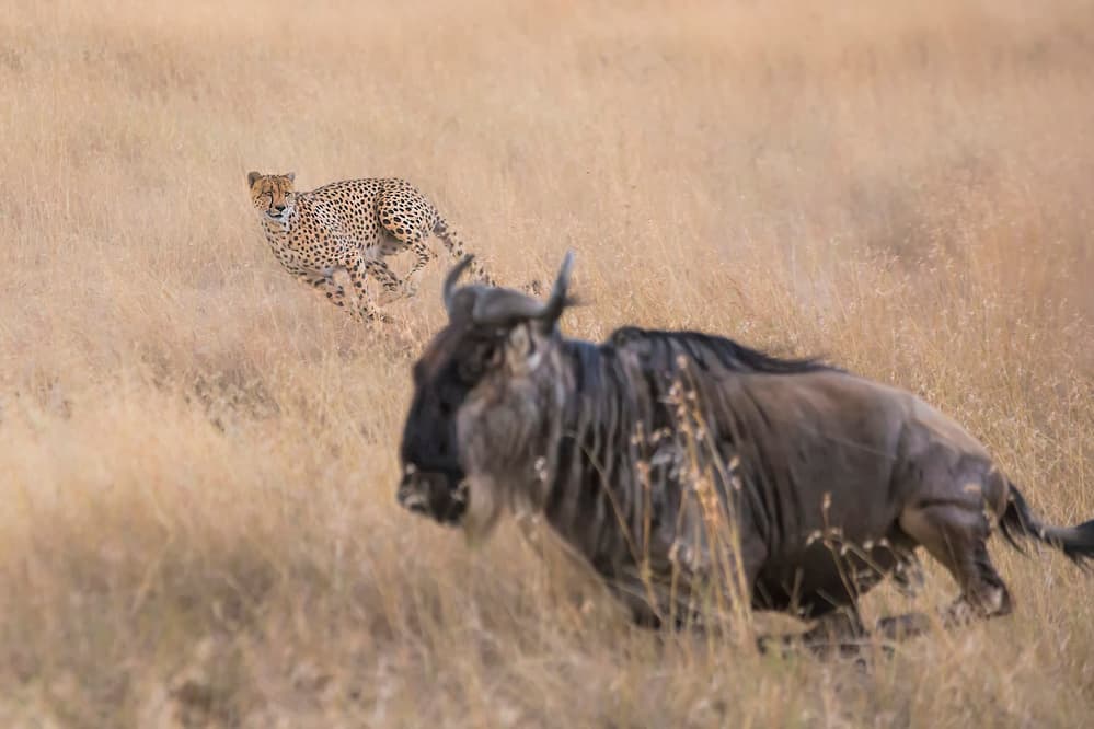 Cheetah Chasing Wildebeest by Jun Zuo — canvas wall art