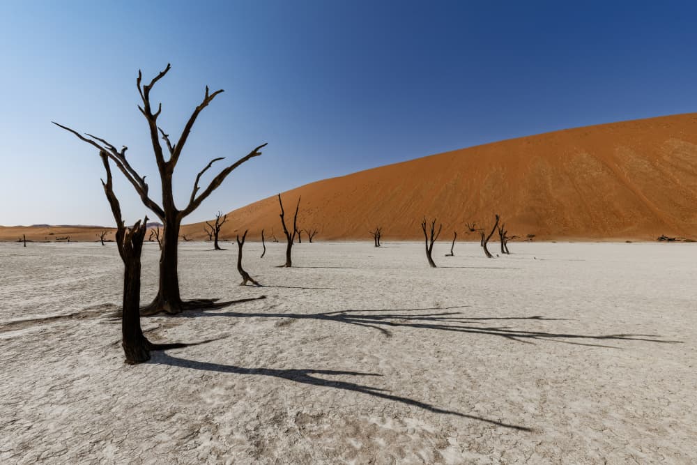 Deadvlei by Alessandro Catta — canvas wall art
