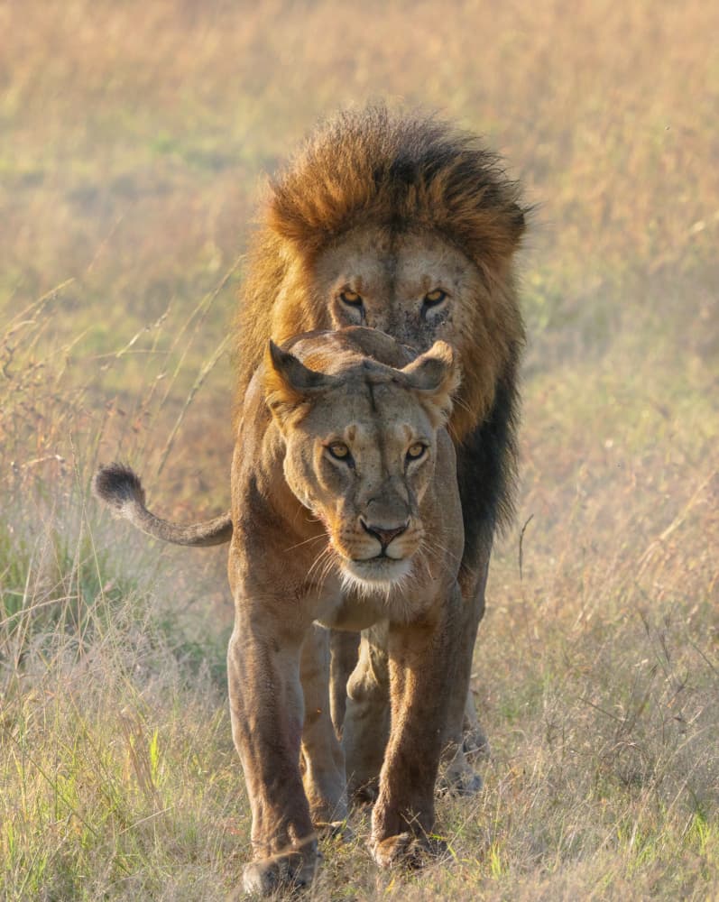 Majestic African Lions by MIN LI — canvas wall art