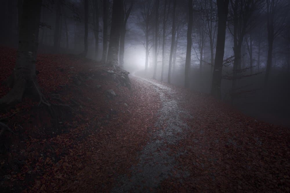 Misty Forest Path by Filippo Manini — canvas wall art