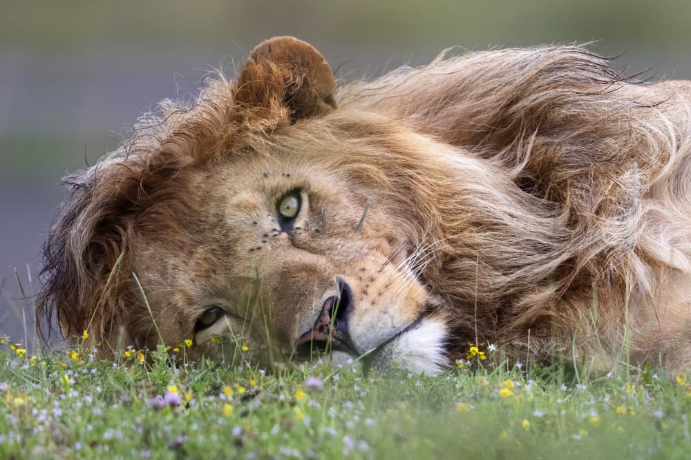Majestic Lion Resting by Alessandro Catta — canvas wall art