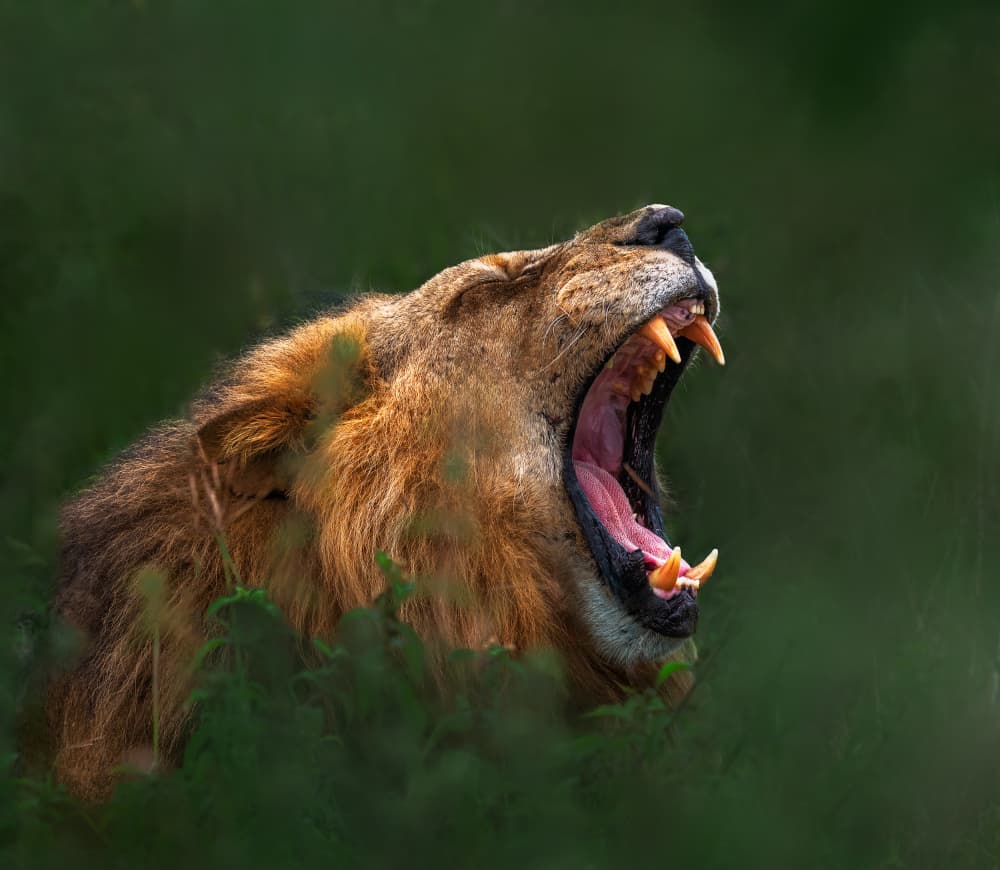 Powerful Yawning Lion by Allen SDCA — canvas wall art