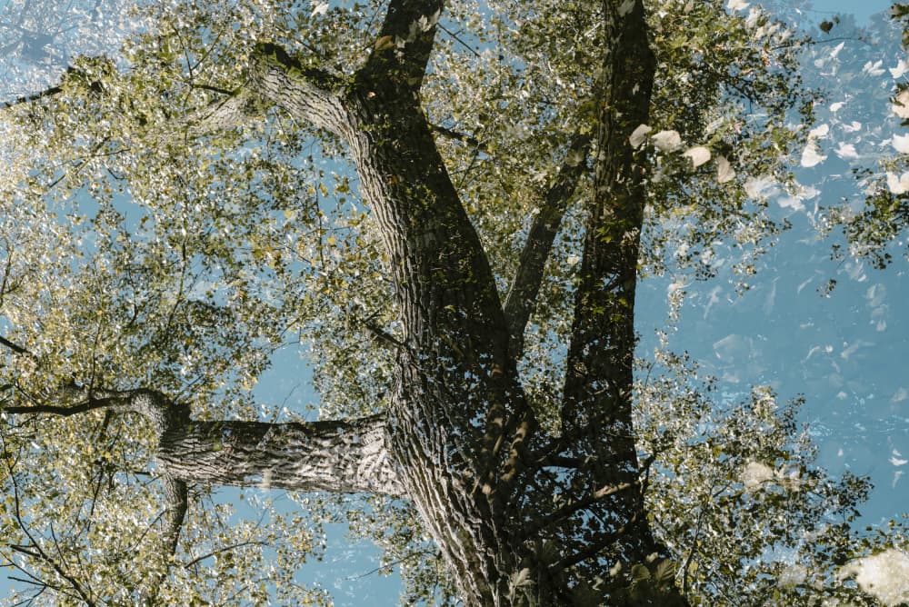 Sunlit Tree Canopy by Photolovers — canvas wall art