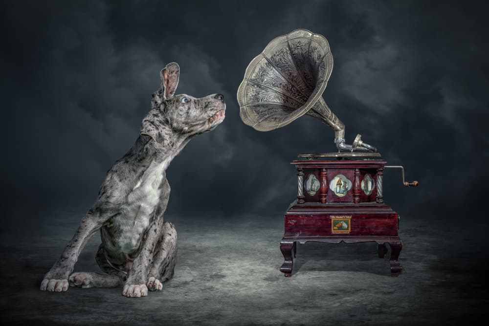 Curious Puppy Listening by Marcel Egger — canvas wall art