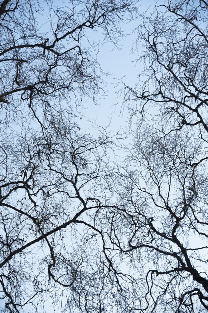Abstract Tree by Stefan Hefele — canvas wall art