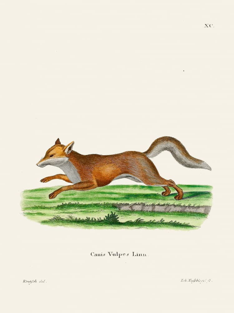 Red Fox By Johann Christian Daniel Von Schreber. by Johann Christian Daniel Von Schreber — canvas wall art