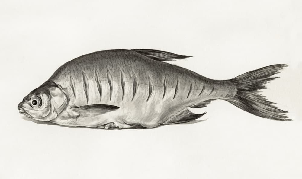 Fish (1775–1833) by Jean Bernard — canvas wall art