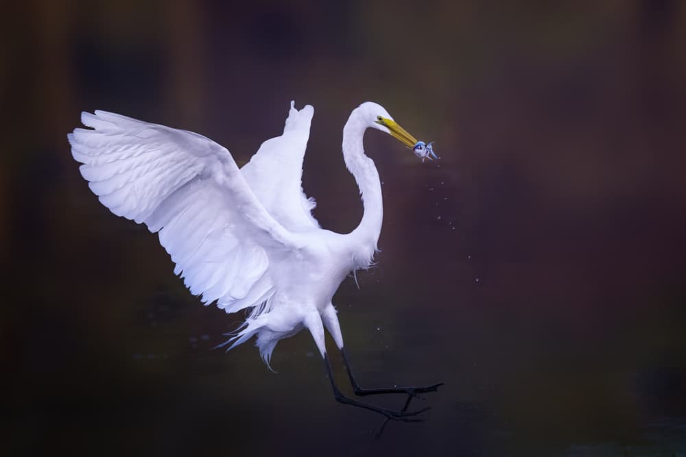 Great Egret Fishing by Jianping Yang — canvas wall art