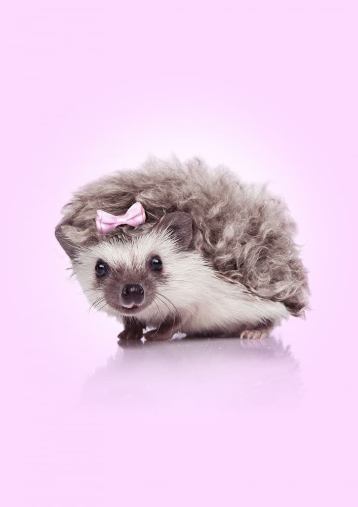 Cute Hedgehog Pink Bow by Artem Pozdniakov — canvas wall art