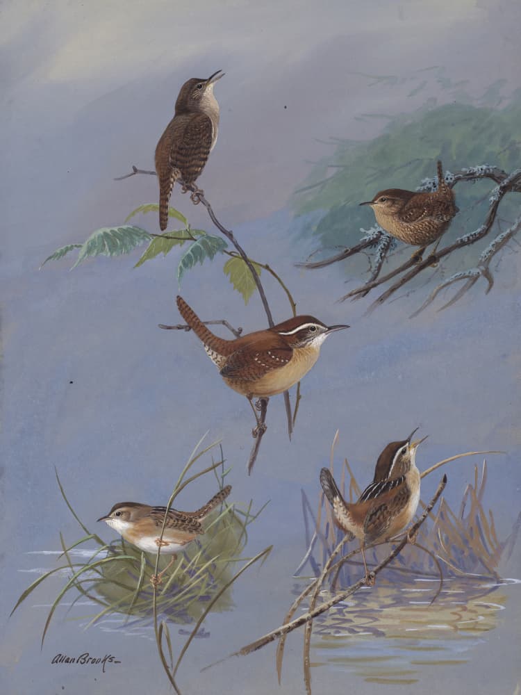 Wren By Allan Brooks by Allan Brooks — canvas wall art