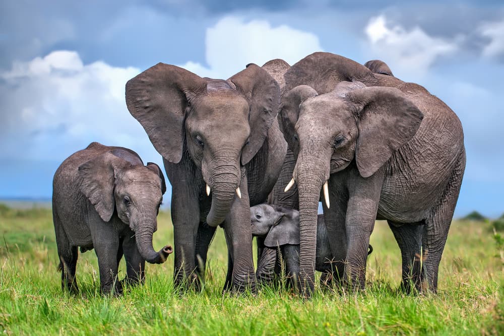African Elephant Family by Xavier Ortega — canvas wall art