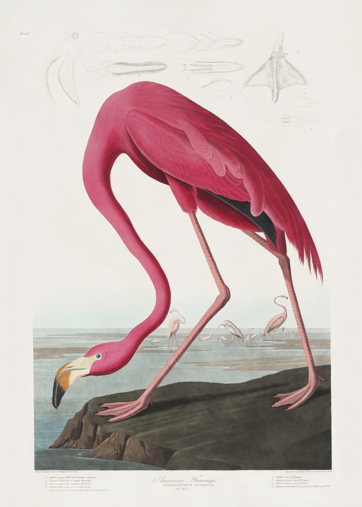 Pink Flamingo From Birds of America (1827) by John James Audubon — canvas wall art