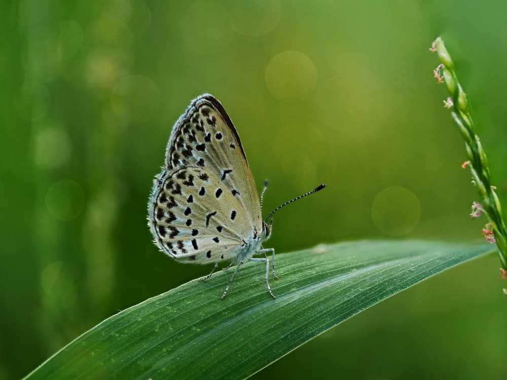 Delicate Butterfly on Leaf by Takiko Hirai — canvas wall art