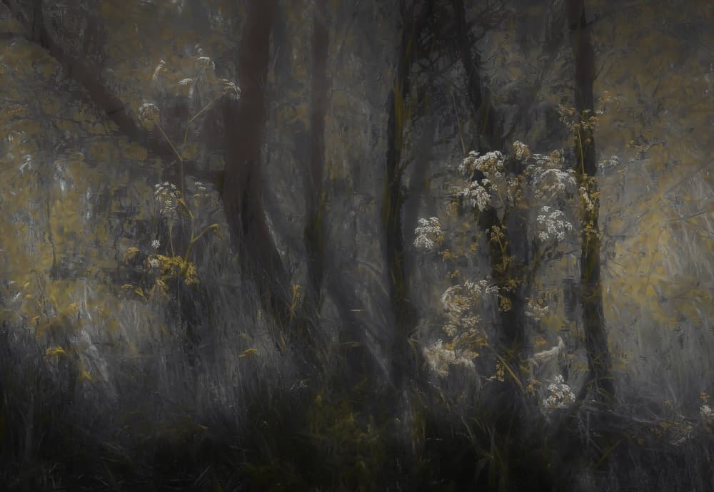 Cow parsley by Nel Talen — canvas wall art