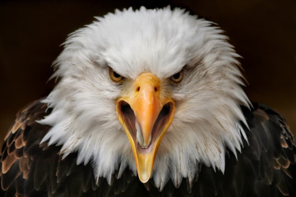 Screaming Bald Eagle by Jimmy Hoffman — canvas wall art