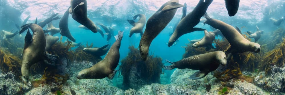 Playful Sea Lions Underwater by Andrey Narchuk — canvas wall art