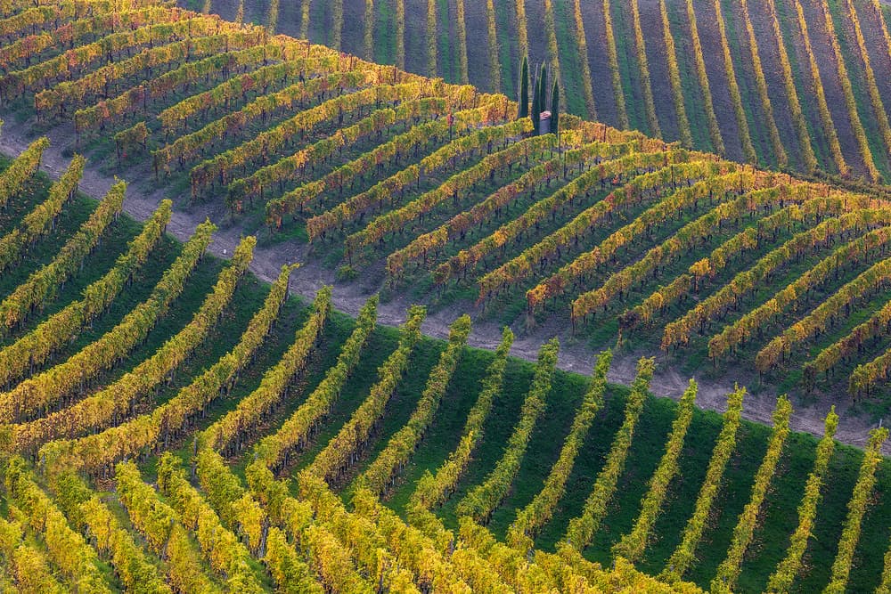 Cypress Vineyard Landscape by Fiorenzo Carozzi — canvas wall art
